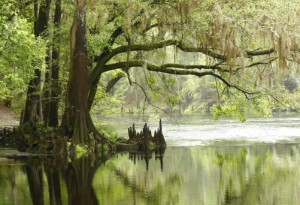 Bald Cypress Overhanging the River