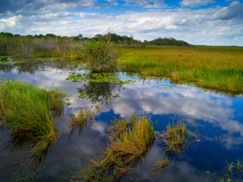Grasses and reflections, Everglades National Park