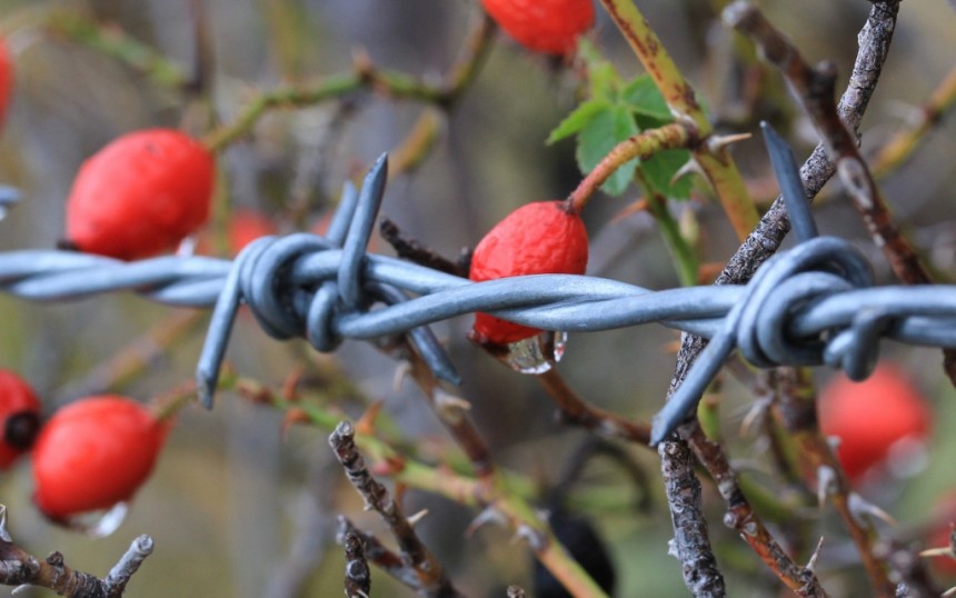 red berries against barbed wire fence