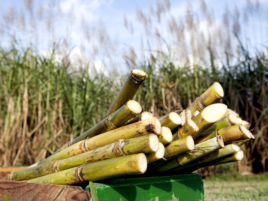 Sugarcane stalks
